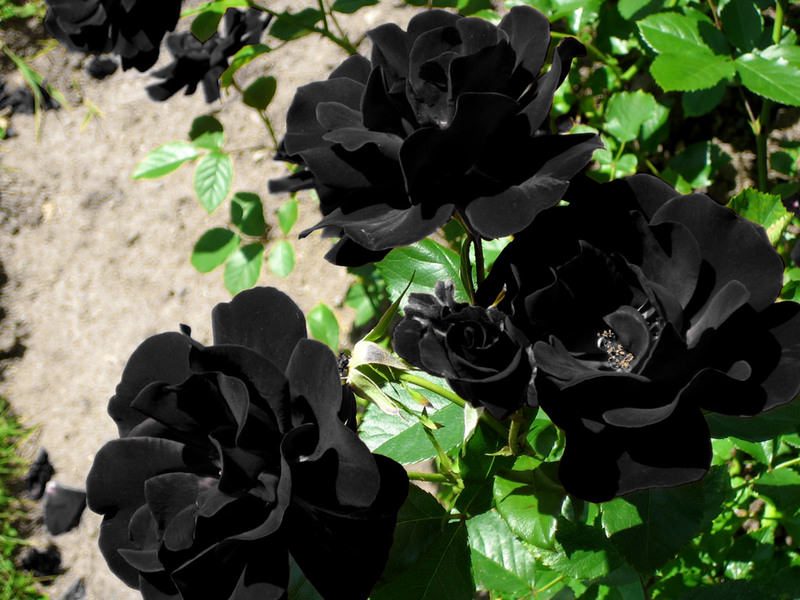 Rosas negras HD :: Imágenes y fotos