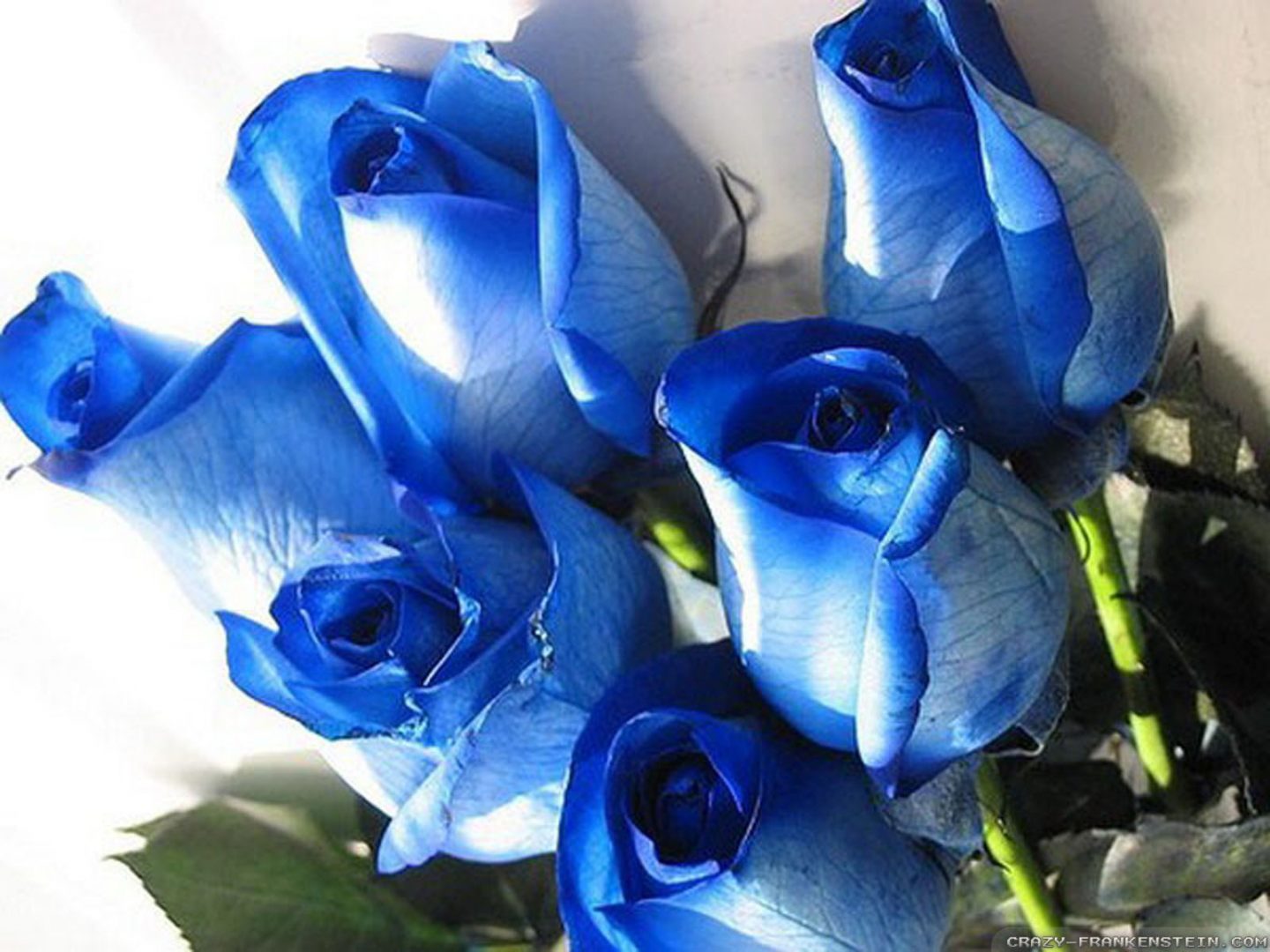 Ramo de rosas azules - Imagui
